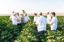Завершение совместного проекта "Азершекер" и узбекской "Global Textile" планируется к середине 2026 года (Эксклюзив) (ФОТО)