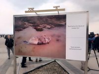 На Бакинском бульваре в рамках COP29 открылась экспозиция по защите морских видов (ФОТО)