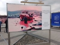 На Бакинском бульваре в рамках COP29 открылась экспозиция по защите морских видов (ФОТО)