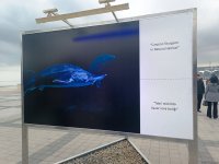 На Бакинском бульваре в рамках COP29 открылась экспозиция по защите морских видов (ФОТО)