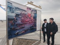 На Бакинском бульваре в рамках COP29 открылась экспозиция по защите морских видов (ФОТО)