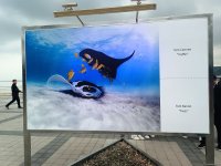 На Бакинском бульваре в рамках COP29 открылась экспозиция по защите морских видов (ФОТО)