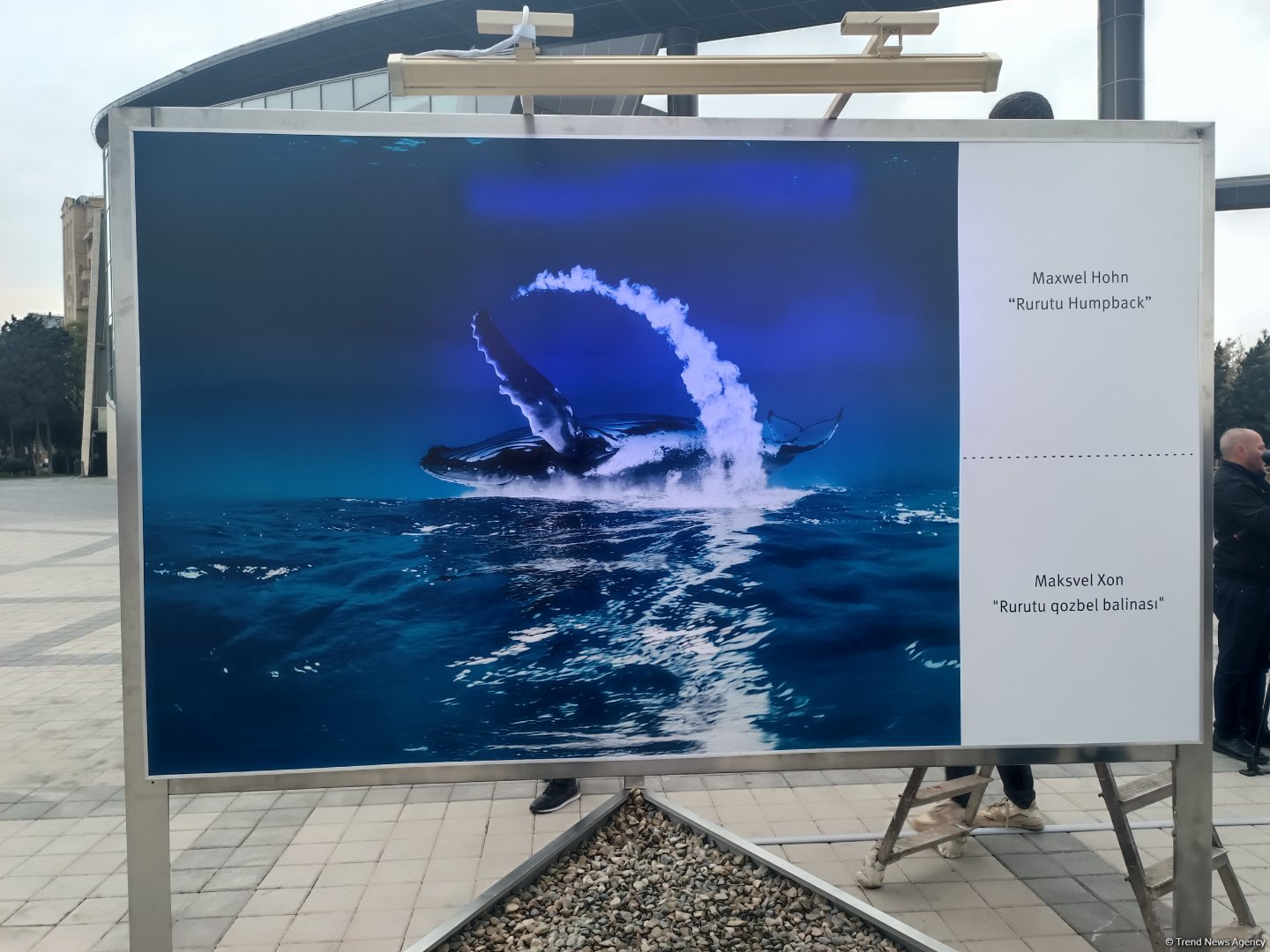 На Бакинском бульваре в рамках COP29 открылась экспозиция по защите морских видов (ФОТО)