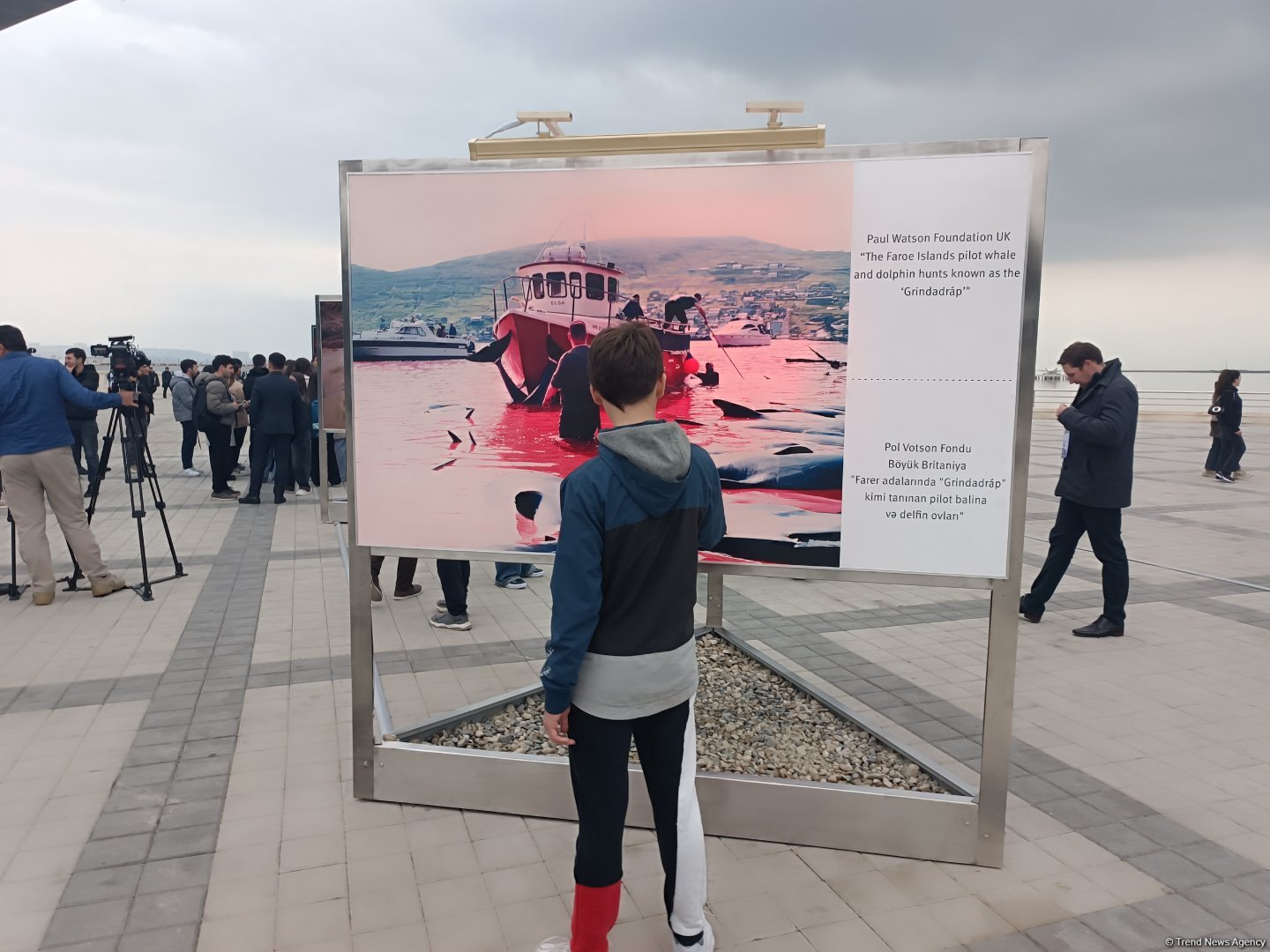 На Бакинском бульваре в рамках COP29 открылась экспозиция по защите морских видов (ФОТО)