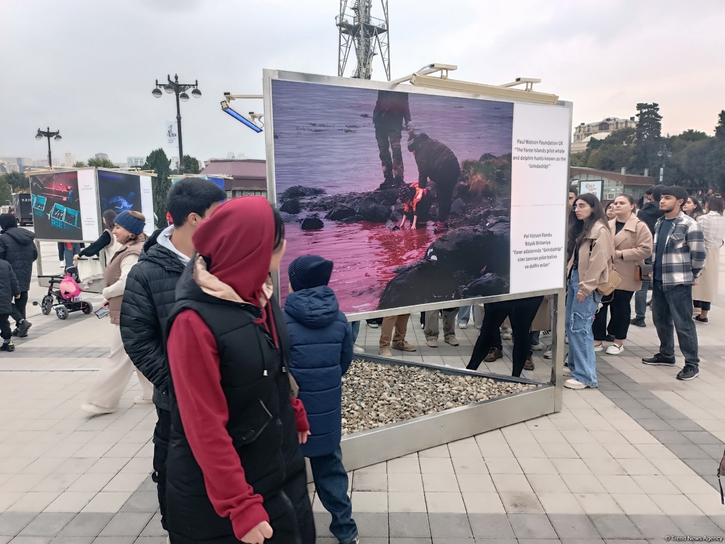 На Бакинском бульваре в рамках COP29 открылась экспозиция по защите морских видов (ФОТО)