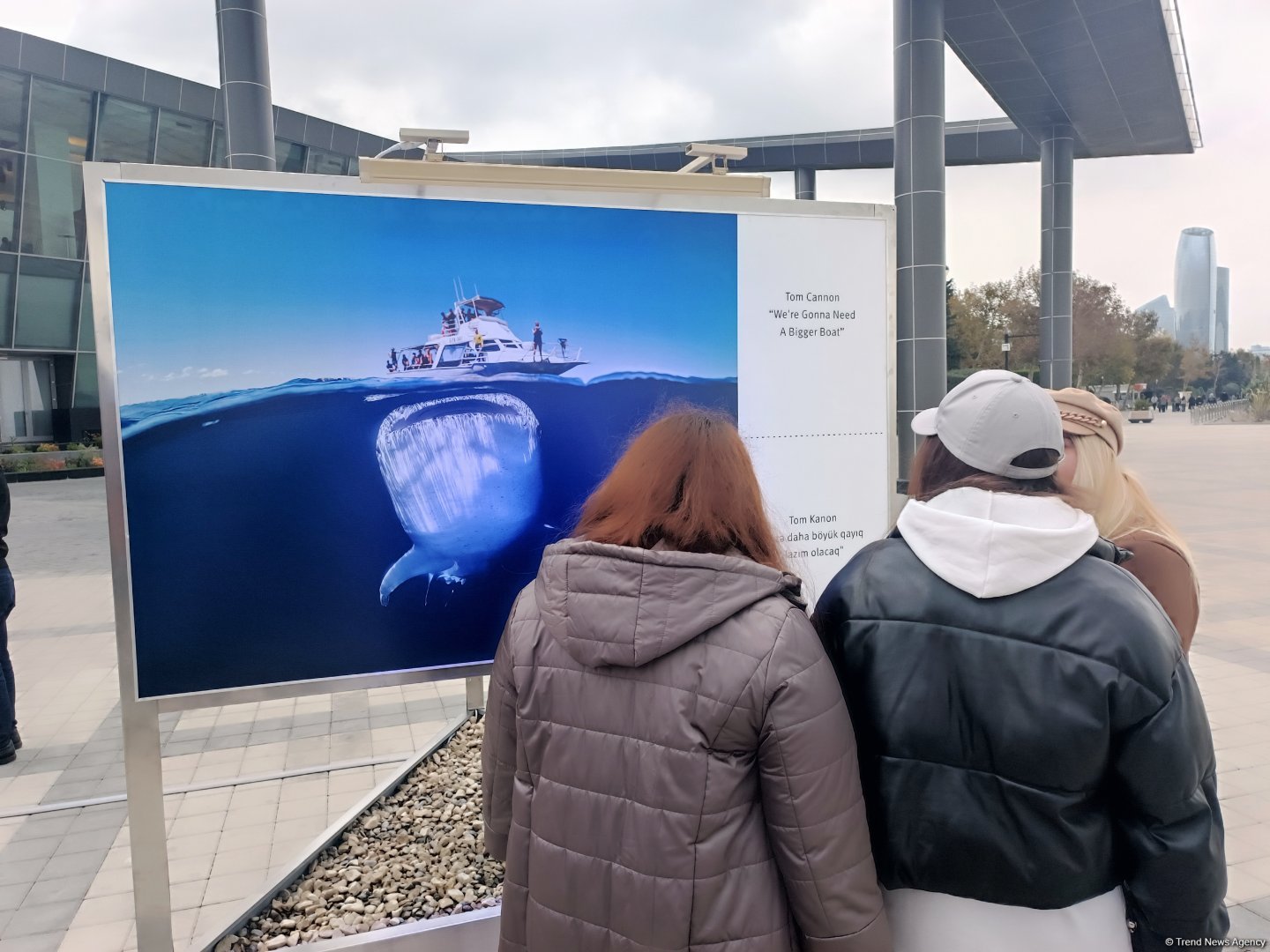 На Бакинском бульваре в рамках COP29 открылась экспозиция по защите морских видов (ФОТО)