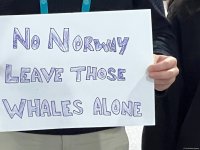 На COP29 состоялась акция протеста против глубоководной добычи и охоты на китов в Норвегии (ФОТО/ВИДЕО)
