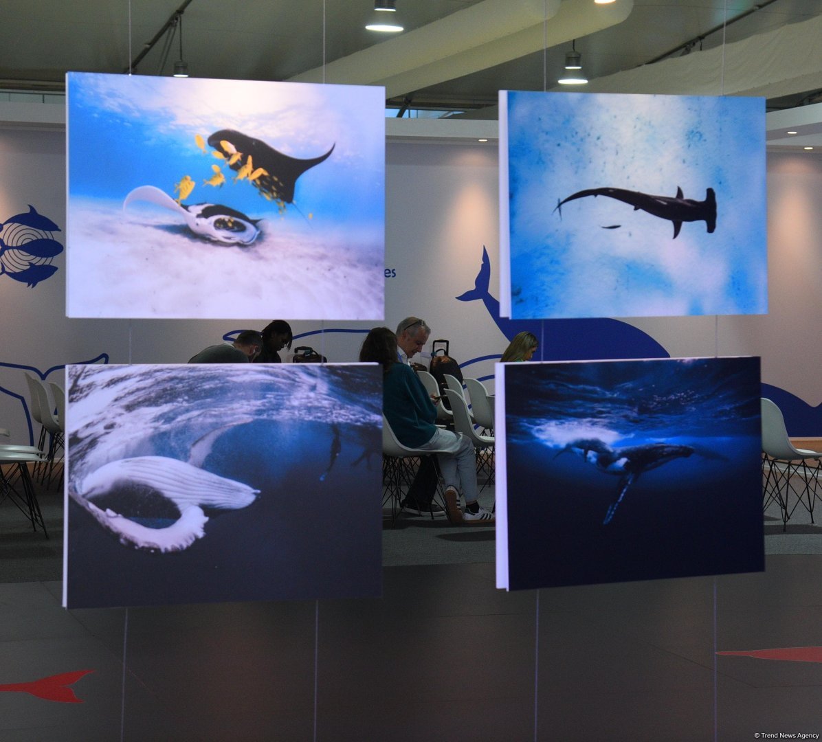 Фоторепортаж с шестого дня COP29