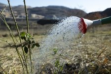 ЗАО «AzerGold» успешно реализовало проект “Реинтродукция редких растений, произрастающих в Дашкесанском районе" (ФОТО)