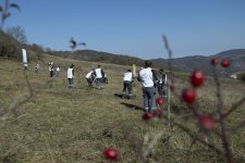 ЗАО «AzerGold» успешно реализовало проект “Реинтродукция редких растений, произрастающих в Дашкесанском районе" (ФОТО)