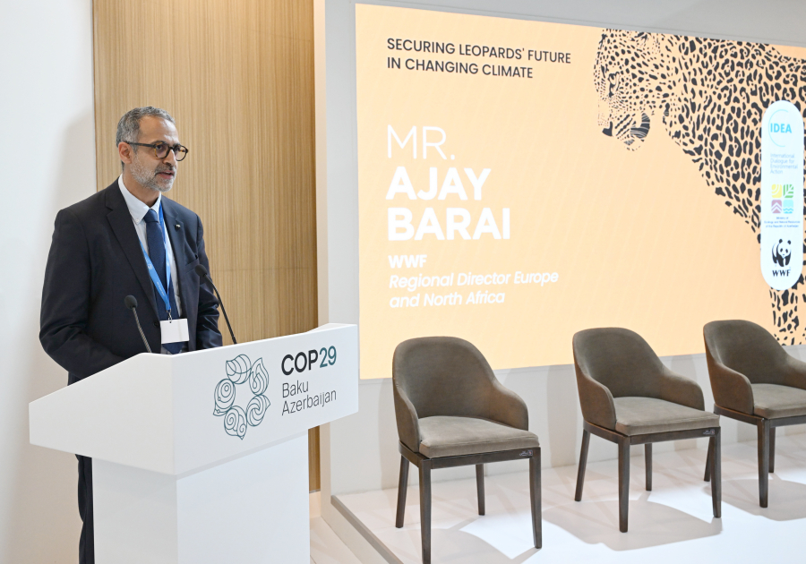 Вице-президент Фонда Гейдара Алиева Лейла Алиева в рамках COP29 выступила на мероприятии, посвященном защите леопардов (ФОТО)