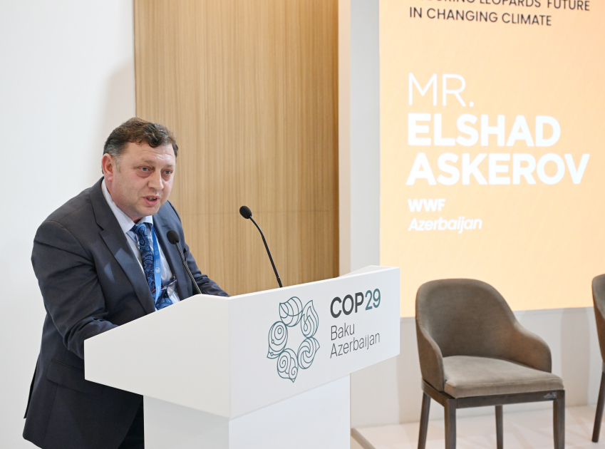 Вице-президент Фонда Гейдара Алиева Лейла Алиева в рамках COP29 выступила на мероприятии, посвященном защите леопардов (ФОТО)