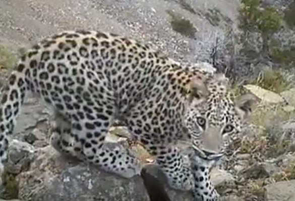 Azerbaijan boosts nationwide number of leopards (VIDEO)