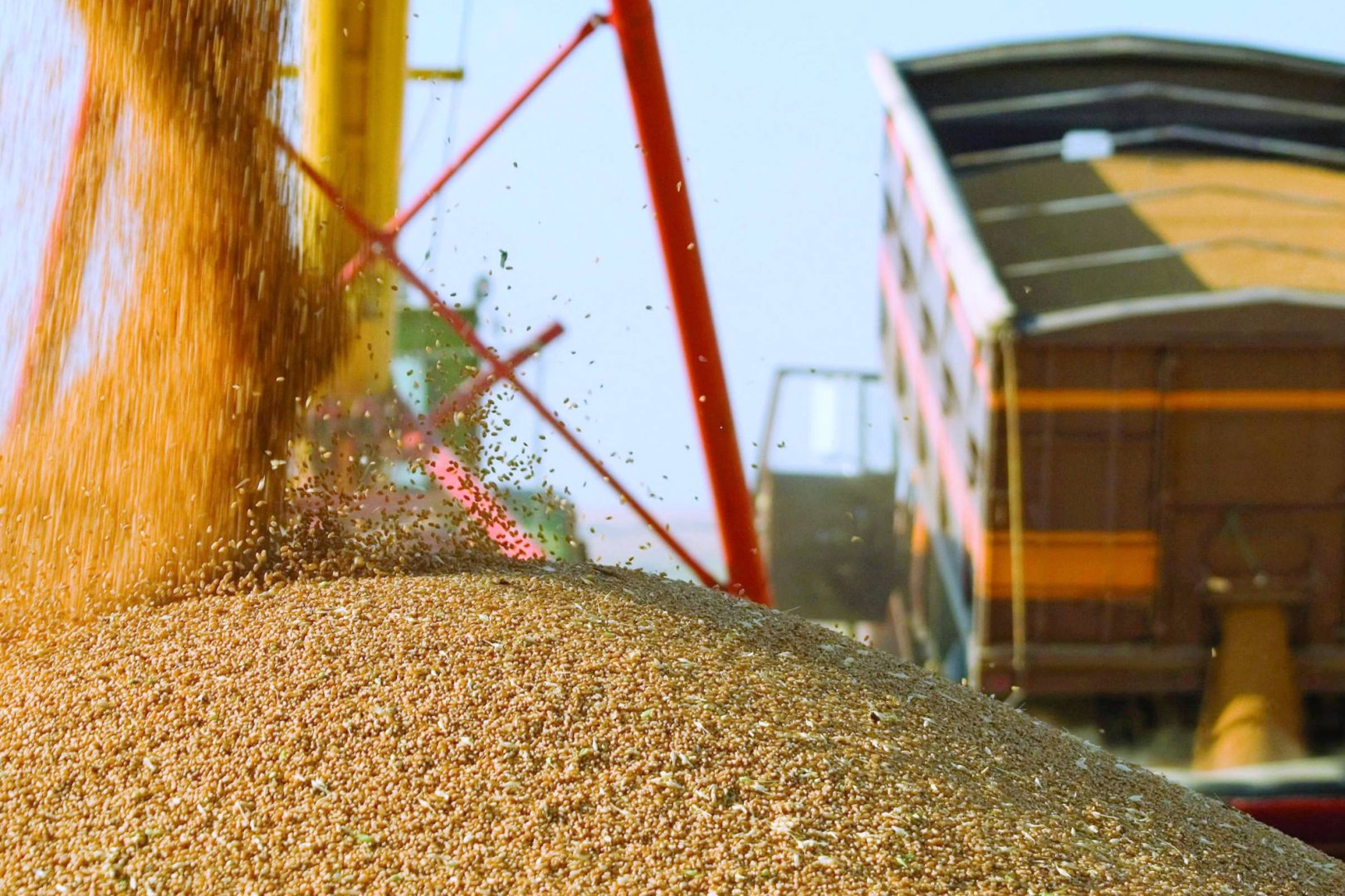 Kyrgyzstan announces grain harvest figures for 2025