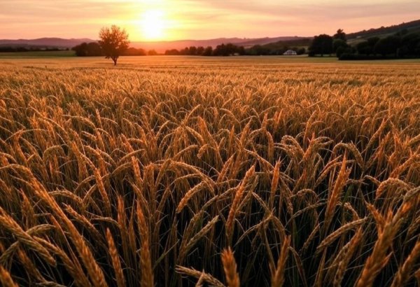 Azerbaijan tightening its belt on wheat import expenses