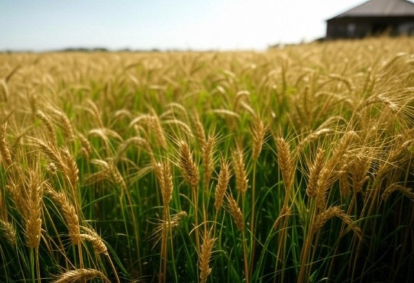 Tajikistan's crop, livestock production increases in 2024