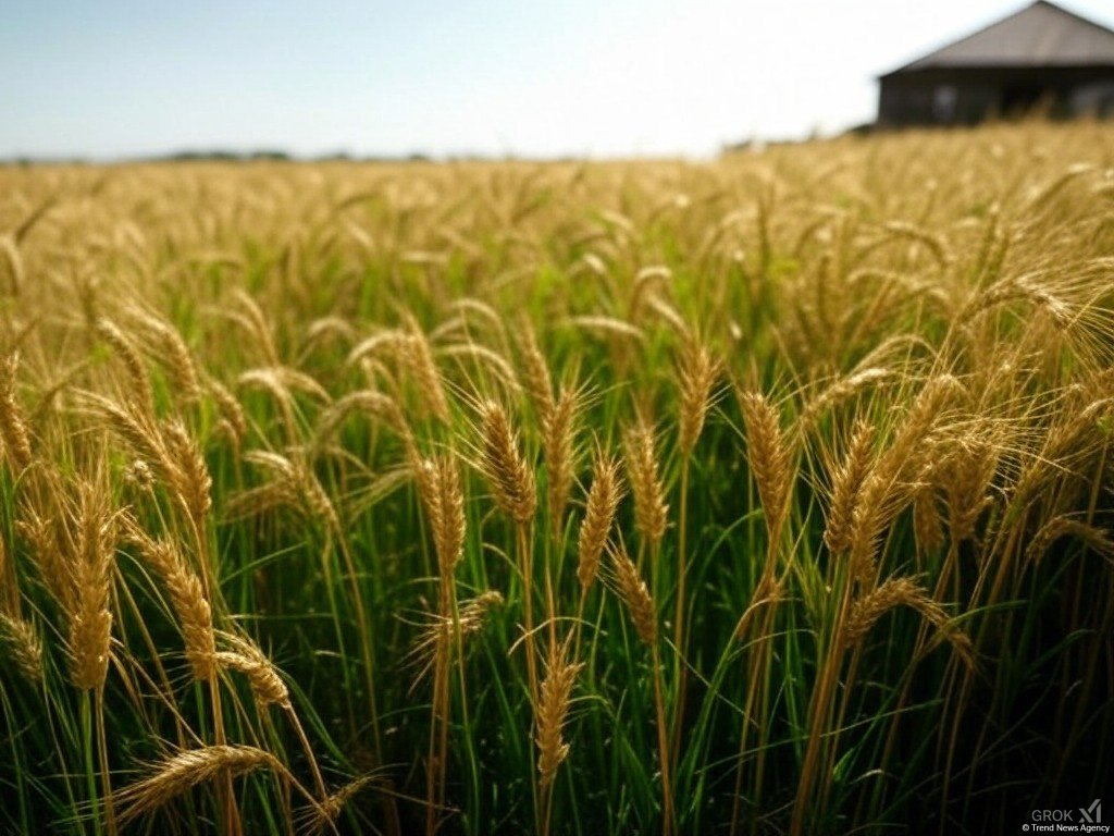 Tajikistan's crop, livestock production increases in 2024