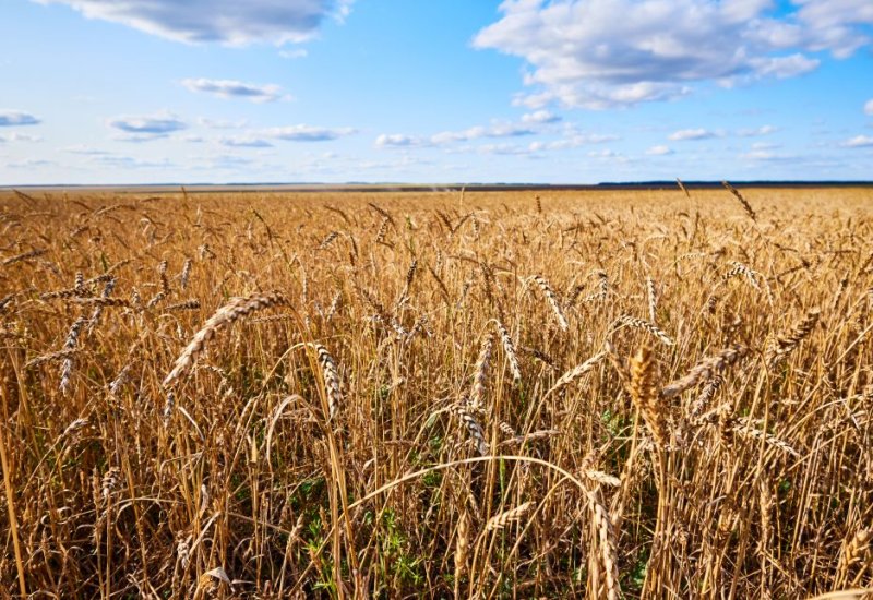 Tajikistan wheat imports rise as domestic harvest declines