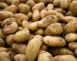 Kazakhstan puts brakes on potato exports to outside nations