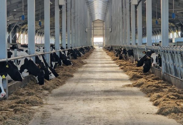 New dairy farm project in North Kazakhstan boosts regional milk production