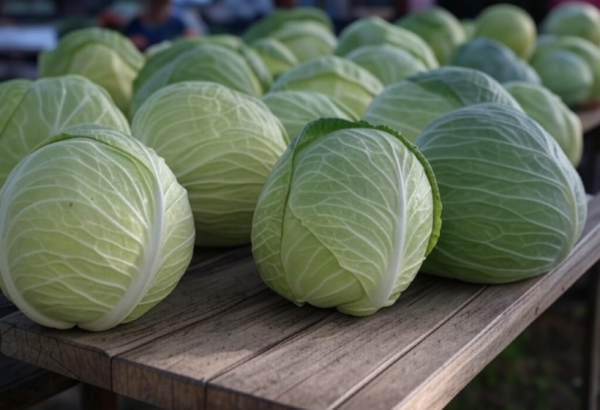 Uzbekistan discloses cabbage export trends for 5M2025