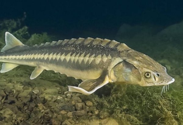 Azerbaijan expands sturgeon roe imports from China in Jan. 2025