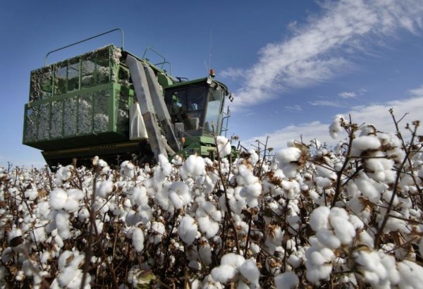 Azerbaijan reveals most popular destinations for importing cotton seeds