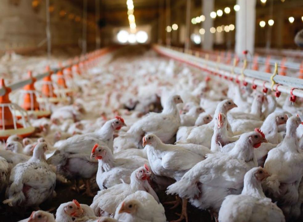 Kazakhstan launches ambitious project to build poultry farm in Turkestan region