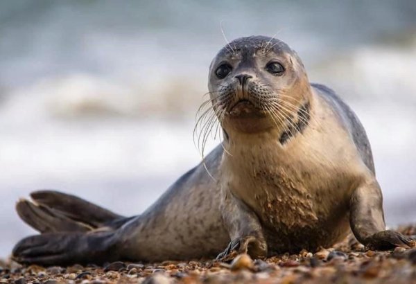 Kazakhstan to store results of global sealing research in high-tech database