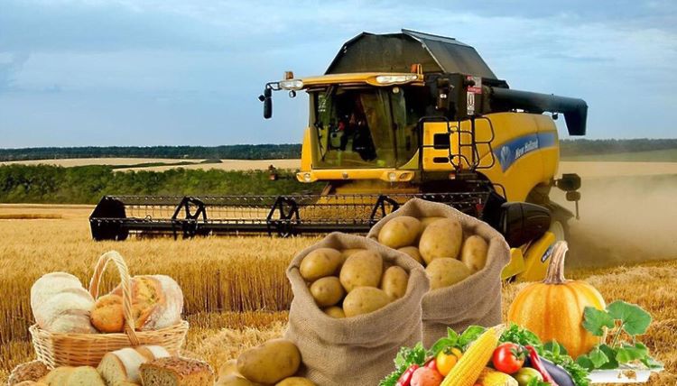 В Азербайджане увеличилось производство сельскохозяйственной продукции