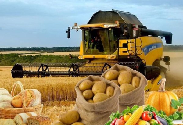 В Азербайджане увеличилось производство сельскохозяйственной продукции