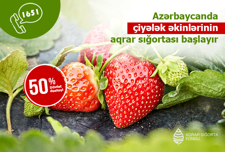 Azerbaijan offering crop insurance in effort to reassure strawberry growers