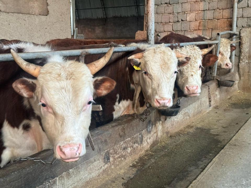 Kazakhstan extends livestock export ban to ensure stable herd growth