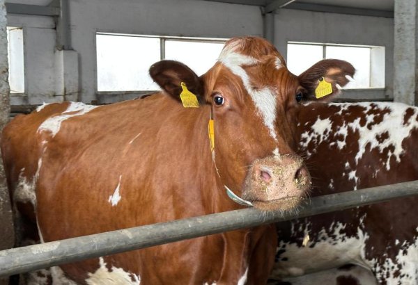 Kazakhstan’s livestock sector sees strong growth in 2024 and early 2025