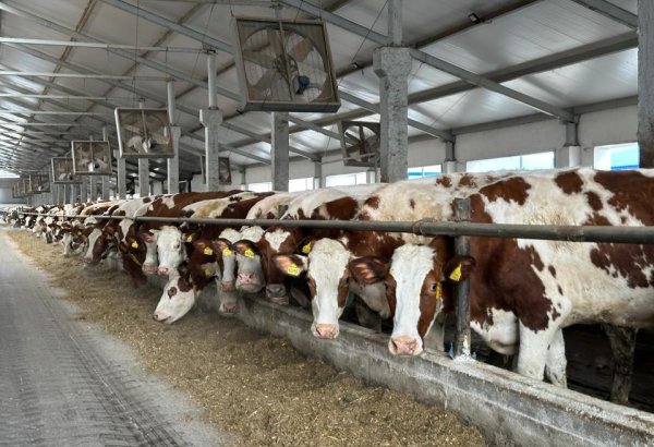 East Kazakhstan starts using cutting-edge tech to boost dairy industry