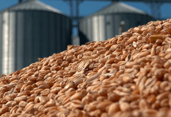 Kazakhstan reports strong surge in grain exports with increasing shipments