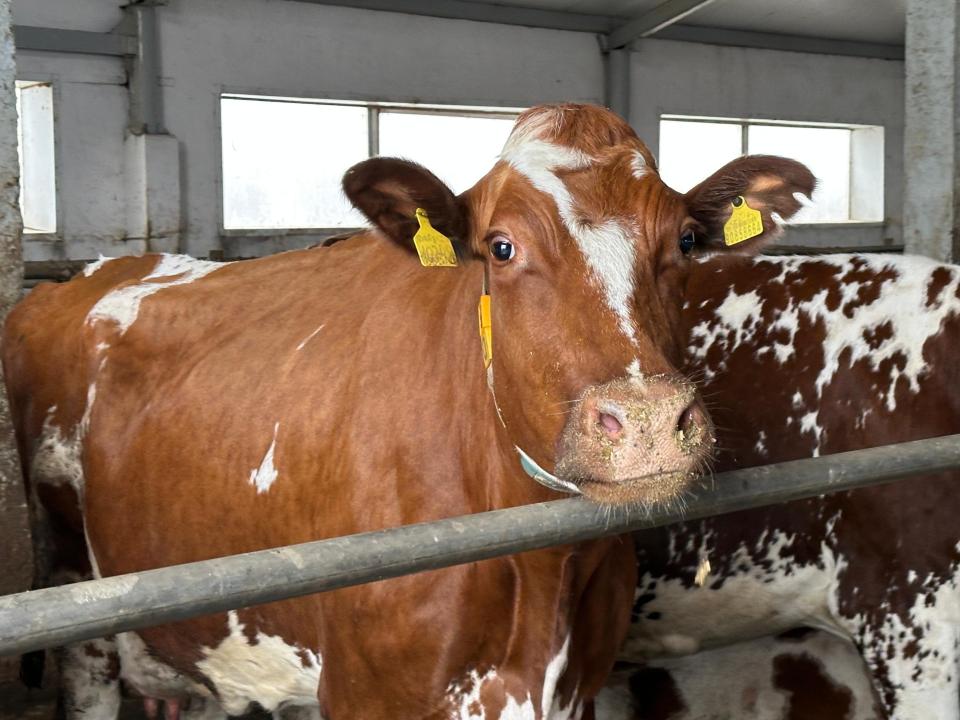 Kazakhstan’s livestock sector sees strong growth in 2024 and early 2025