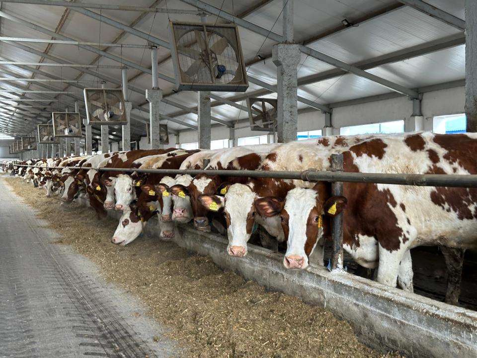East Kazakhstan starts using cutting-edge tech to boost dairy industry