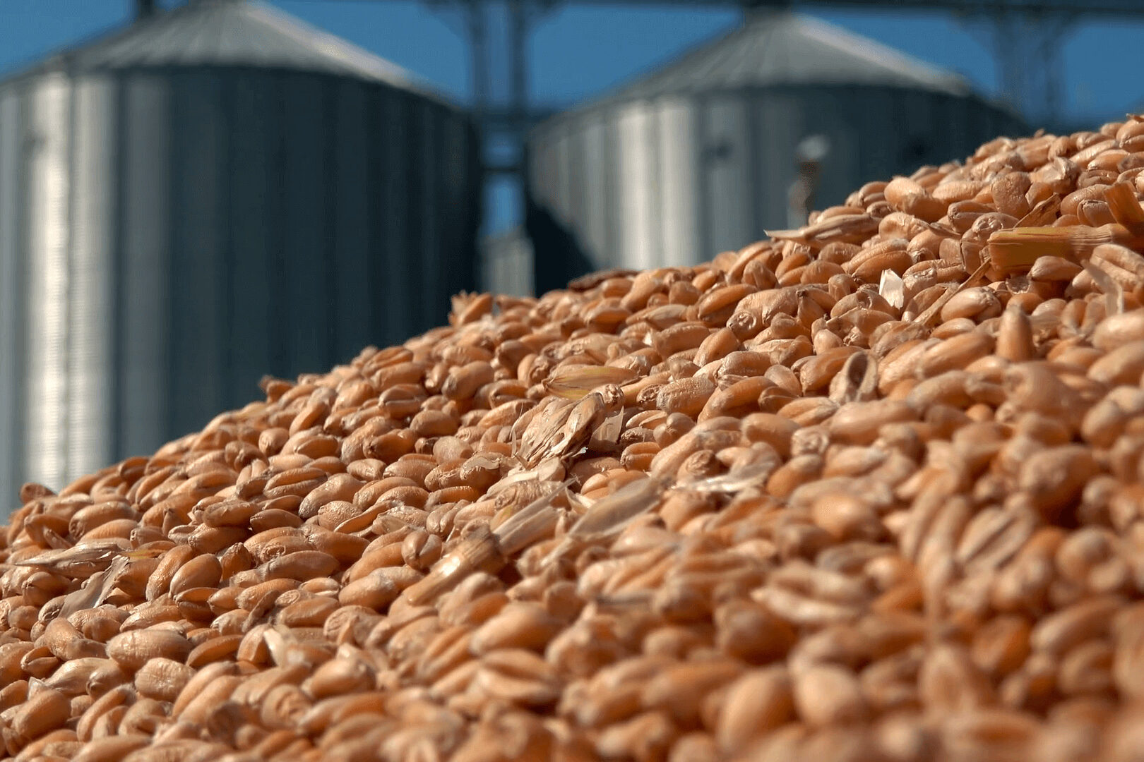 Kazakhstan reports strong surge in grain exports with increasing shipments