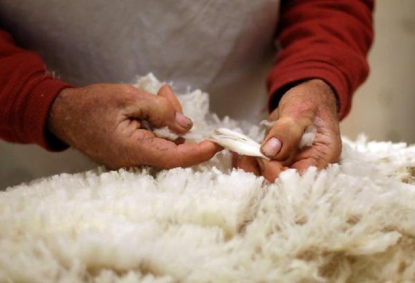 Kazakhstan removes export customs fees on hides and wool to address low domestic demand