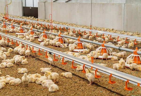 Saudi Alhusaini Group to launch large poultry enterprise in Kazakhstan