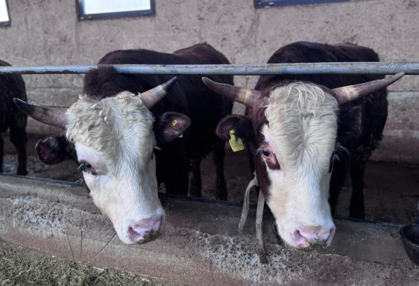 Kazakhstan tightens control over livestock exports to EAEU and other nations