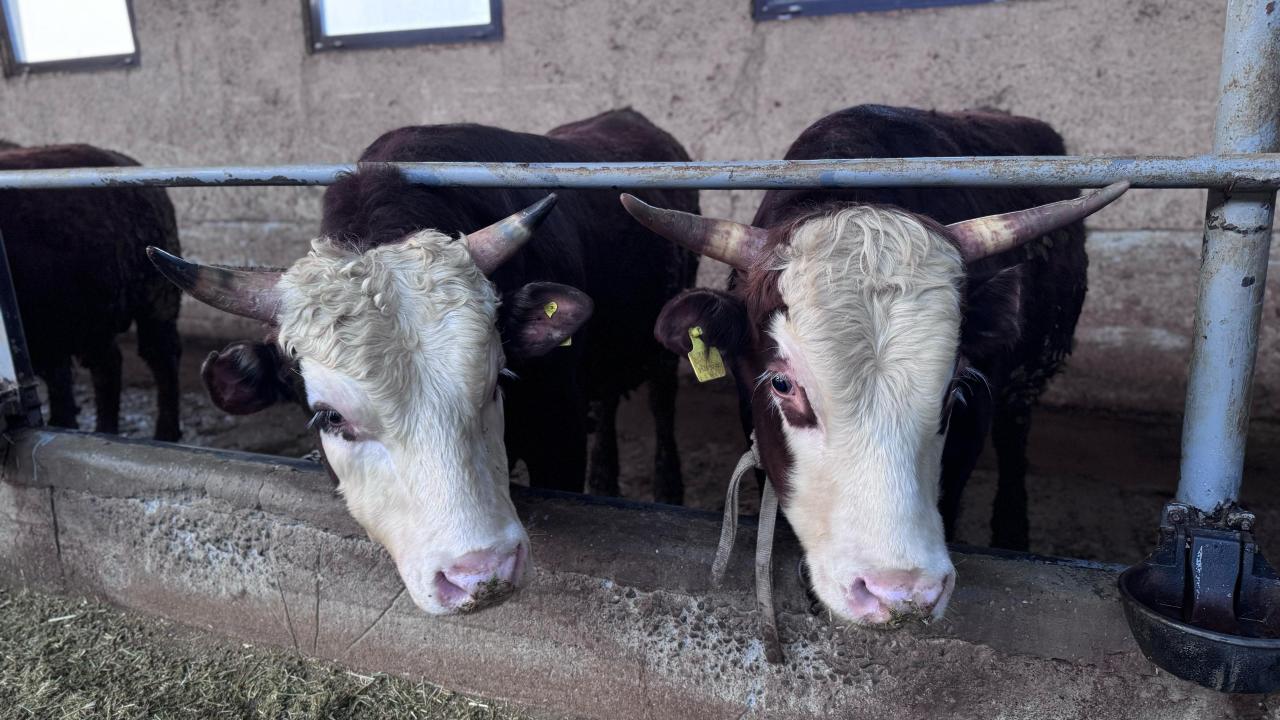 Kazakhstan tightens control over livestock exports to EAEU and other nations