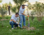 Компания McDonald’s Azərbaycan организовала экологическую акцию по посадке деревьев в Сумгайыте (ФОТО)