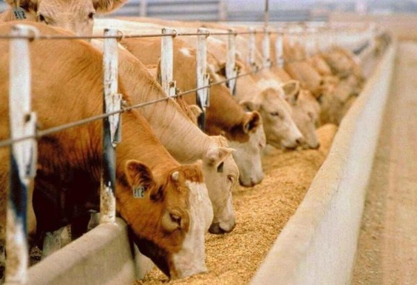 Kyrgyzstan advances agricultural dev't with new mechanization and job opportunities