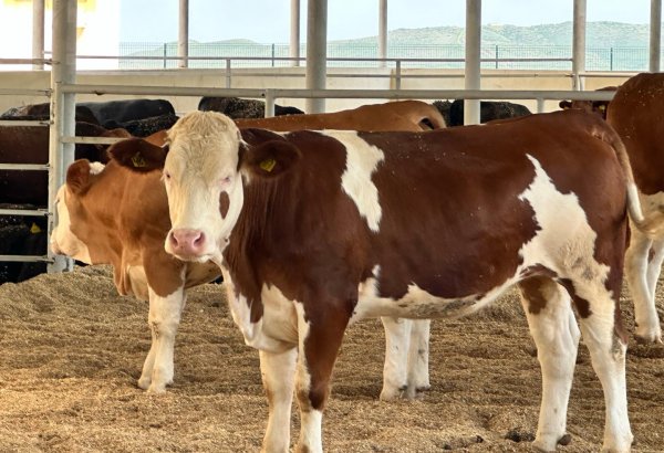 Azerbaijan’s livestock sector picks up steam in 9M2025