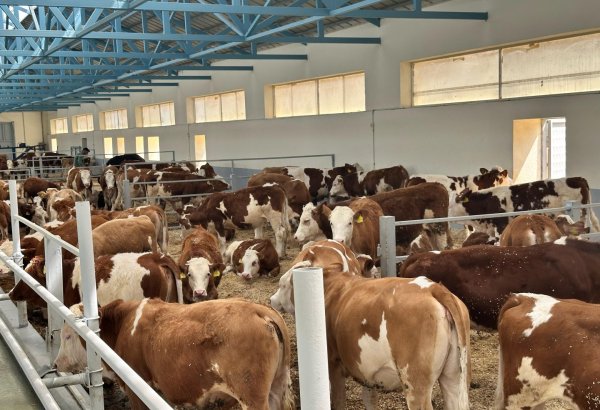 Продукция, произведенная на животноводческом комплексе в Ходжалы, также будет экспортироваться за рубеж (ФОТО)