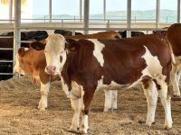 Продукция, произведенная на животноводческом комплексе в Ходжалы, также будет экспортироваться за рубеж (ФОТО)