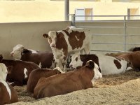 Продукция, произведенная на животноводческом комплексе в Ходжалы, также будет экспортироваться за рубеж (ФОТО)