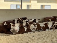 Продукция, произведенная на животноводческом комплексе в Ходжалы, также будет экспортироваться за рубеж (ФОТО)
